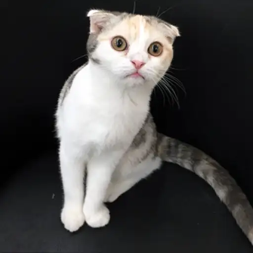 スコティッシュフォールド