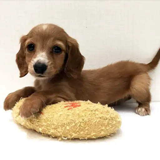 ミニチュア・ダックスフント