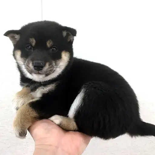 柴犬