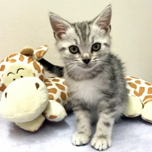 アメリカンショートヘア