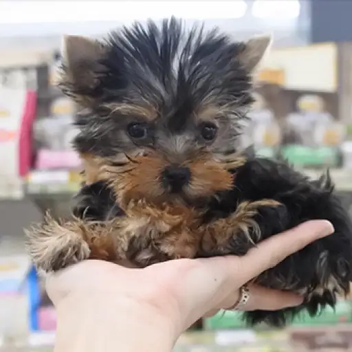 ヨークシャーテリア