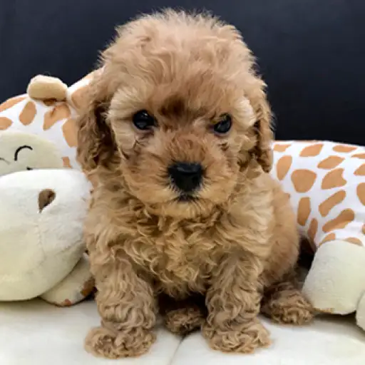 トイ・プードル