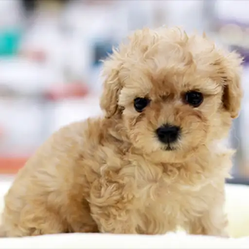 トイ・プードル