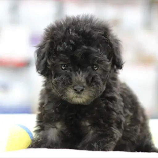 トイ・プードル