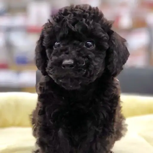 トイ・プードル