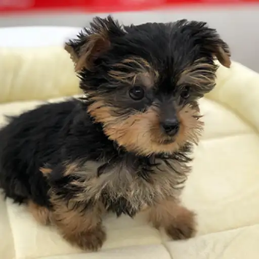 ヨークシャーテリア