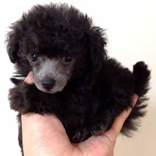 トイ・プードル