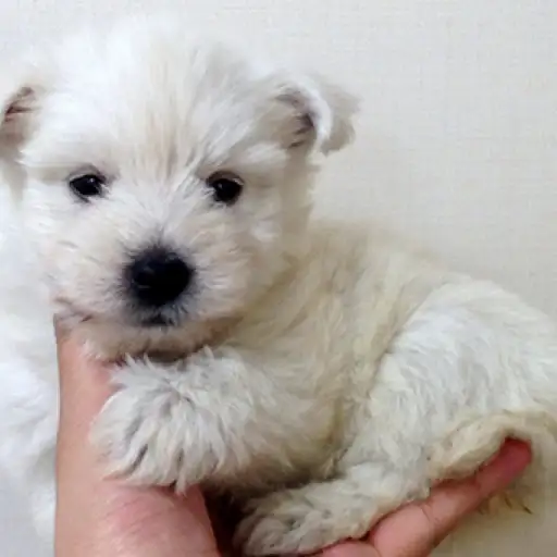 ウェストハイランドホワイトテリア