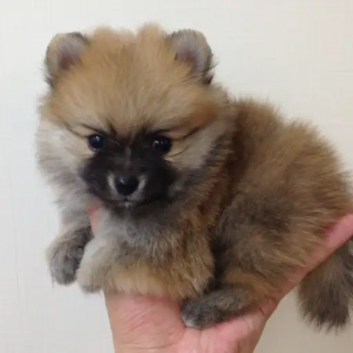 ポメラニアン