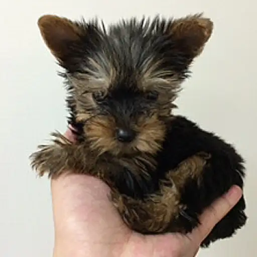 ヨークシャーテリア