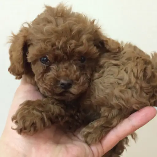 トイ・プードル