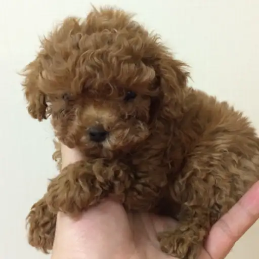 トイ・プードル