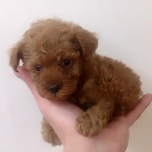 トイ・プードル