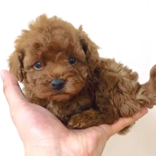 トイ・プードル