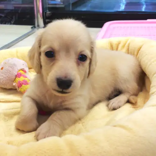 カニンヘン・ダックスフント