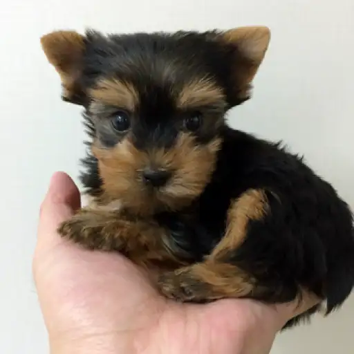 ヨークシャーテリア