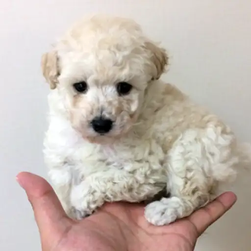 トイ・プードル