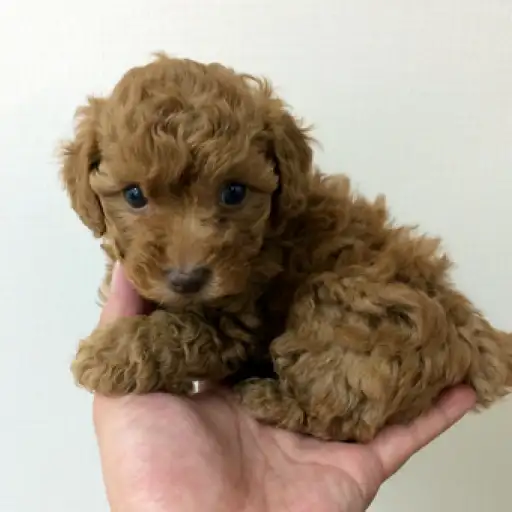 トイ・プードル