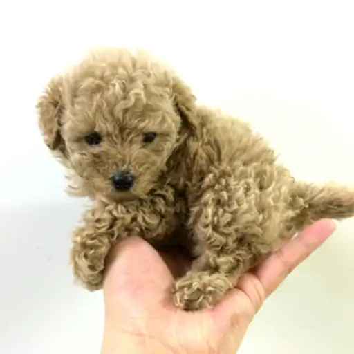 トイ・プードル