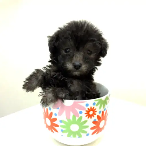 トイ・プードル