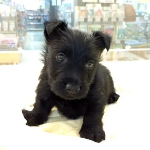 スコティッシュテリア