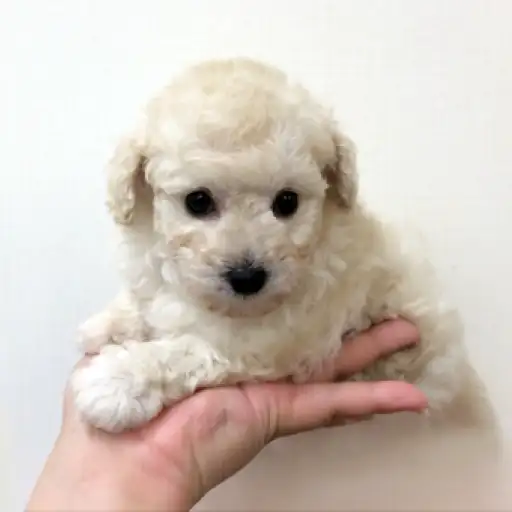 トイ・プードル