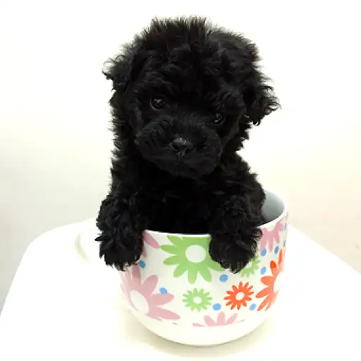 トイ・プードル