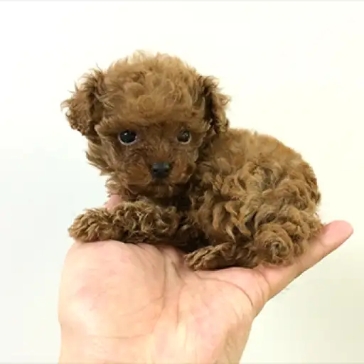 トイ・プードル