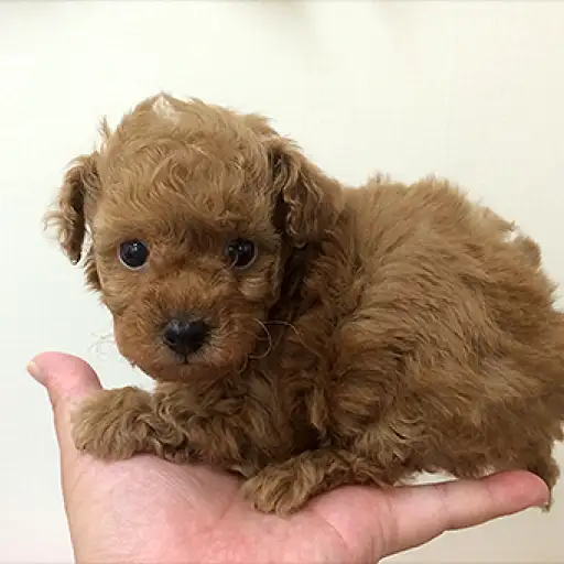 トイ・プードル