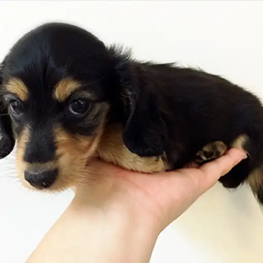 カニンヘン・ダックスフント