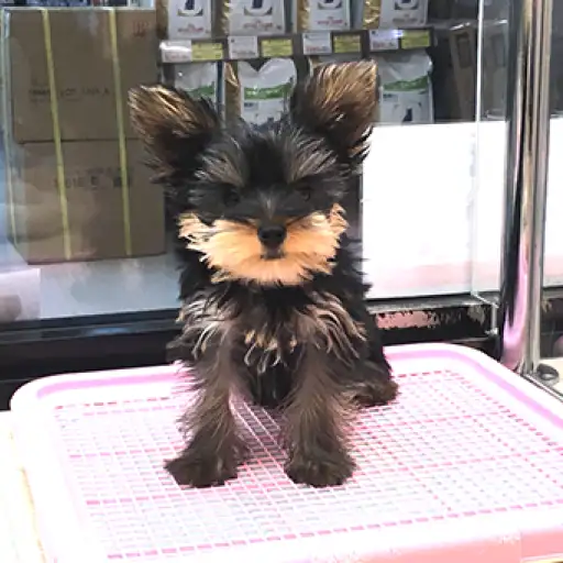 ヨークシャーテリア