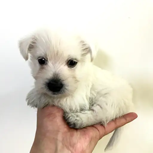 ウェストハイランドホワイトテリア