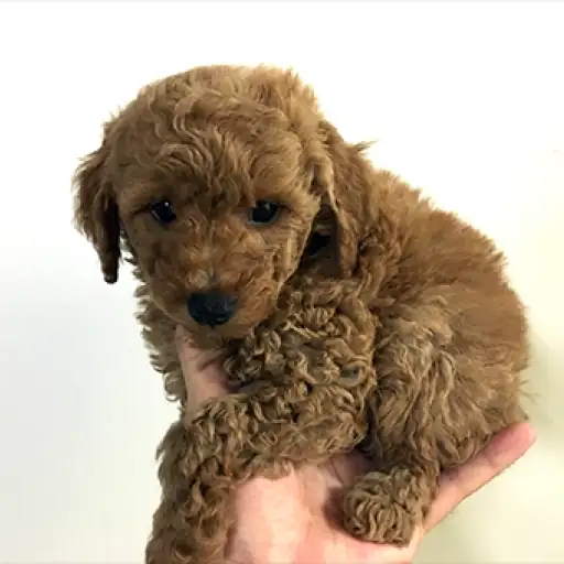 ミニチュア・プードル