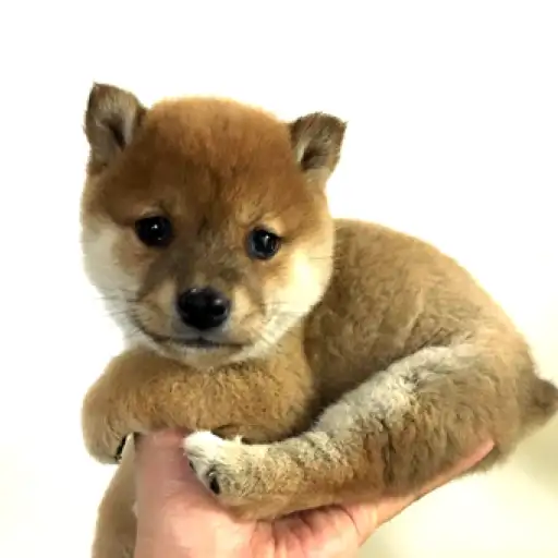 柴犬