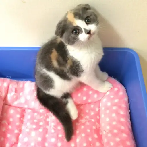 スコティッシュフォールド