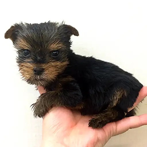 ヨークシャーテリア