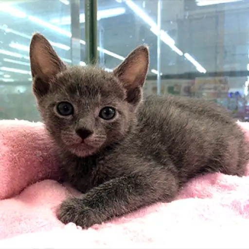 ロシアンブルー