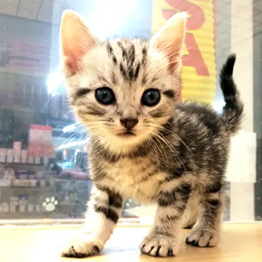 アメリカンショートヘア