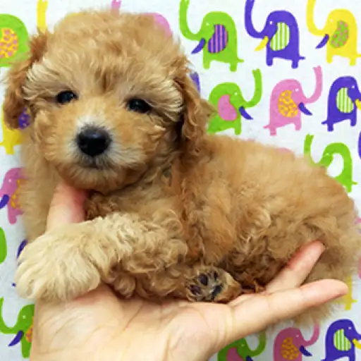 トイ・プードル