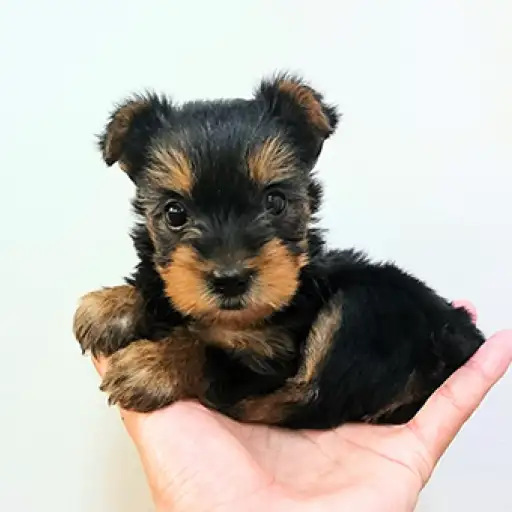 ヨークシャーテリア