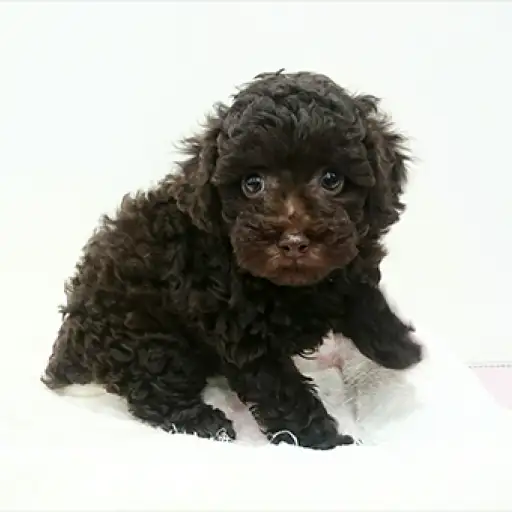 トイ・プードル