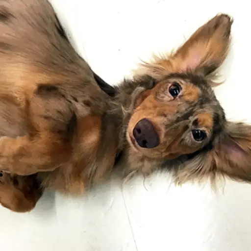 ミニチュア・ダックスフント