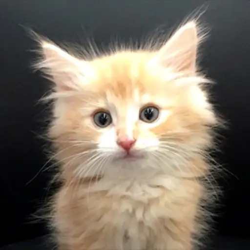 ノルウェージャンフォレストキャット