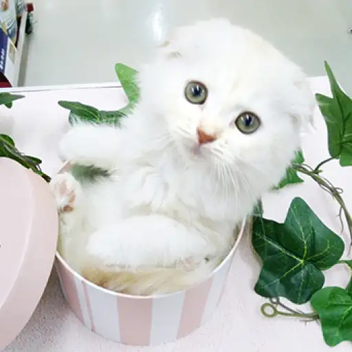 スコティッシュフォールド