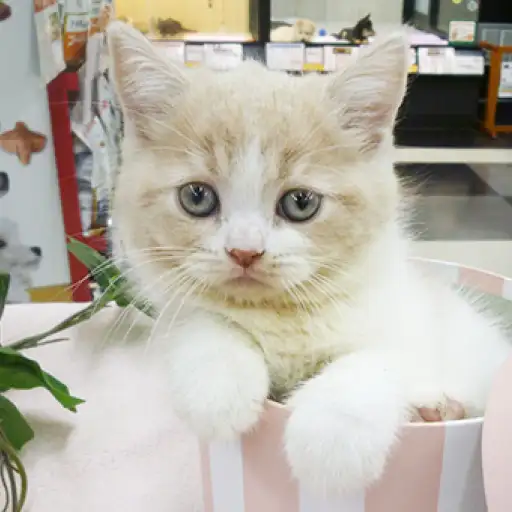 ブリティッシュショートヘア