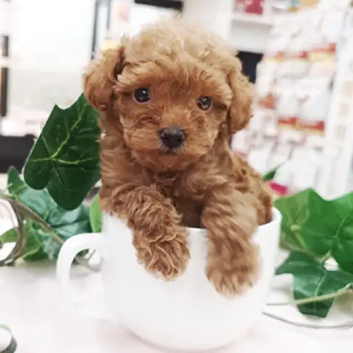 トイ・プードル