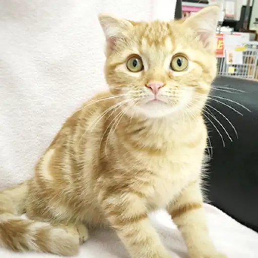 スコティッシュフォールド