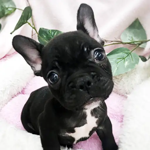 フレンチブルドッグ