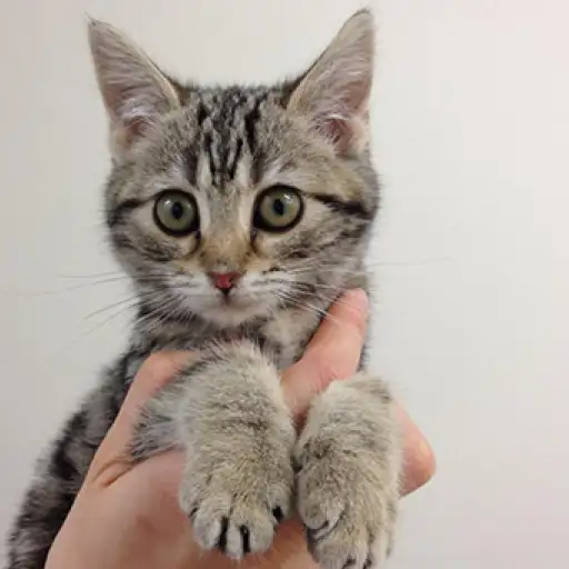 アメリカンショートヘア