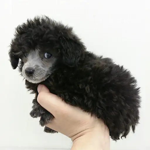 トイ・プードル